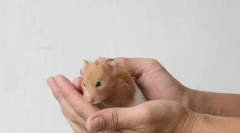 Kako namazati sirski hrček